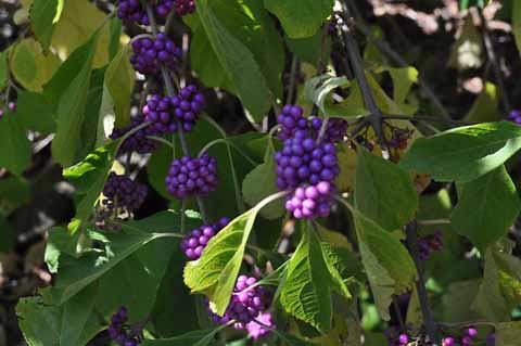 Purple Berries