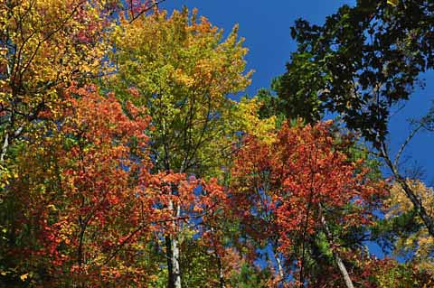 Fall Foliage