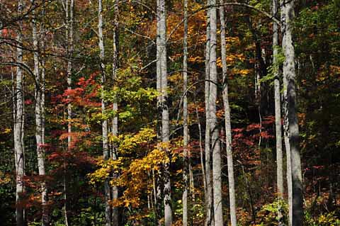 Fall Foliage