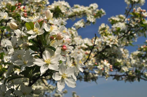 crabapple