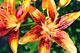 Asian Lilies