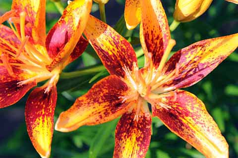 Asian Lily