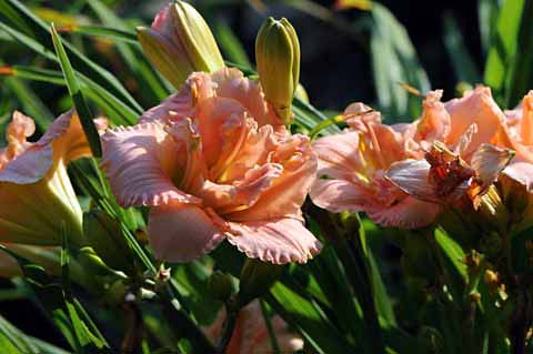 Daylily